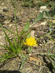 Centaurea podospermifolia