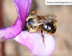 Osmia mongolica
