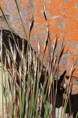 Cannomois spicata