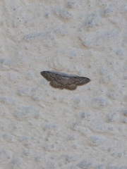Idaea seriata