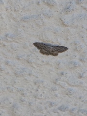 Idaea seriata
