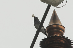 Dicrurus caerulescens