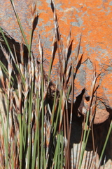 Cannomois spicata