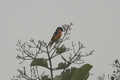 Pericrocotus flammeus