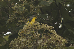 Pericrocotus flammeus