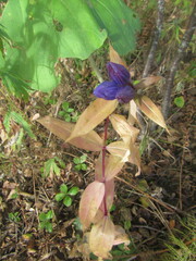 Gentiana triflora