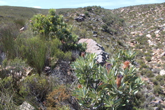 Cannomois spicata