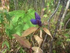Gentiana triflora