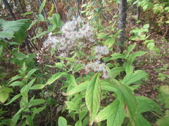 Jacobaea cannabifolia