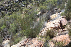 Cannomois spicata