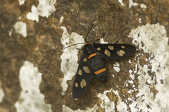 Amata cyssea