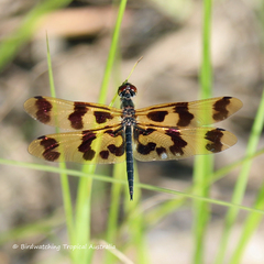 Rhyothemis graphiptera