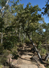 Canarium australianum