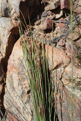 Cannomois spicata