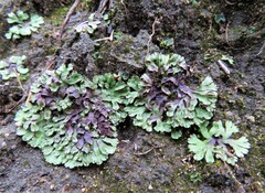 Asterella tenella