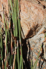 Cannomois spicata