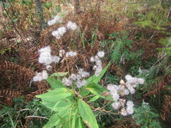 Jacobaea cannabifolia