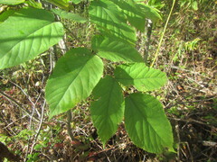 Aralia cordata
