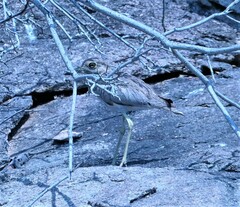 Burhinus vermiculatus