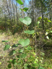 Alnus hirsuta