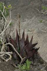 Aloe microstigma framesii