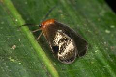 Calopsocus