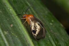 Calopsocus