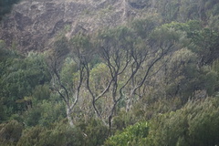 Dracophyllum arboreum