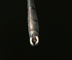 Chalcolestes parvidens