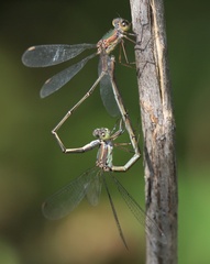 Chalcolestes parvidens