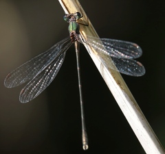 Chalcolestes parvidens