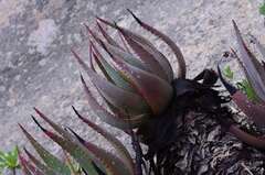 Aloe microstigma framesii