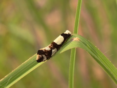 Monopis icterogastra