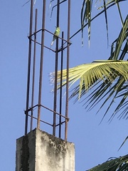 Merops orientalis