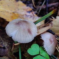 Mycena zephirus