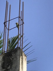 Merops orientalis