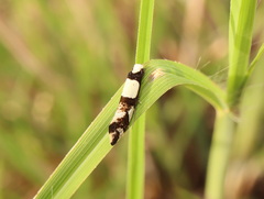 Monopis icterogastra