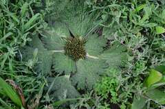 Arctopus echinatus