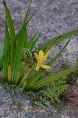 Wachendorfia multiflora