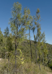 Grevillea parallela