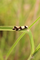 Monopis icterogastra