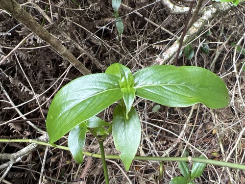 Kadua foggiana observed 2022-10-05
