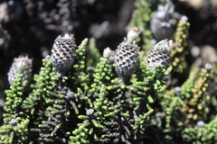 Phaenocoma prolifera