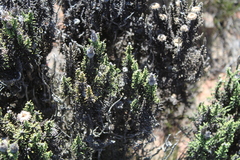 Phaenocoma prolifera