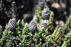 Phaenocoma prolifera