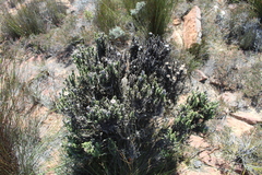 Phaenocoma prolifera