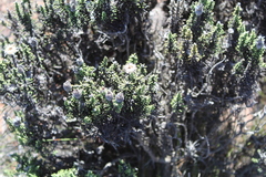 Phaenocoma prolifera