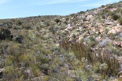 Phaenocoma prolifera