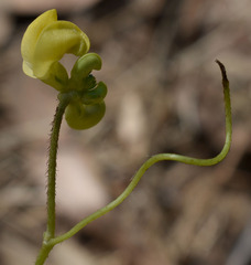 Vigna lanceolata