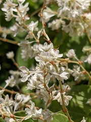 Fallopia baldschuanica